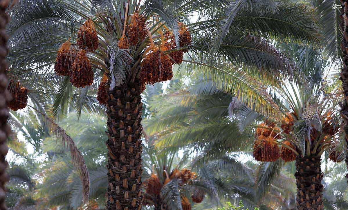 Date harvest time