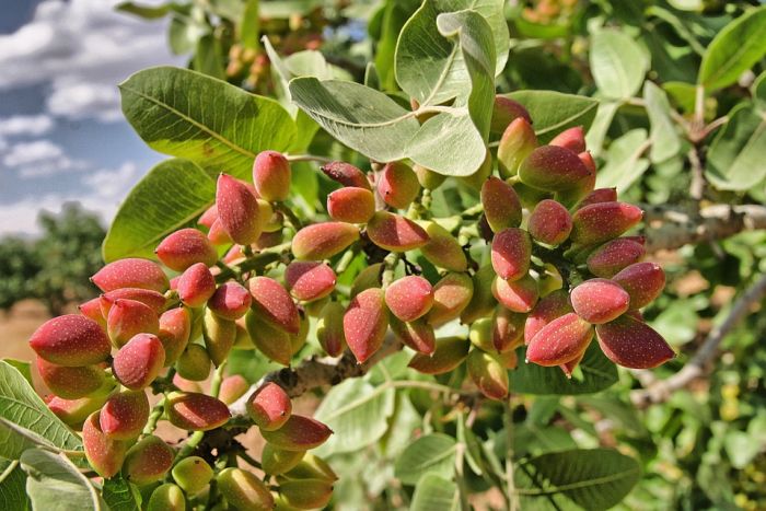The effect of climate on pistachio quality
